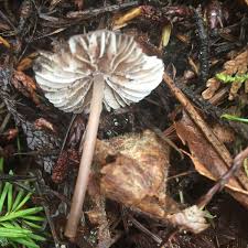 Attēlu rezultāti vaicājumam “Mycena abramsii”