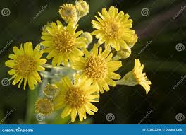 Attēlu rezultāti vaicājumam “Jacobaea paludosa”