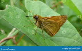 Attēlu rezultāti vaicājumam “Ochlodes sylvanus”