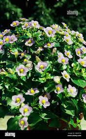 Image result for Exacum affine