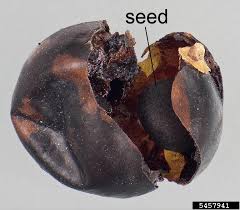 Attēlu rezultāti vaicājumam “Asparagus officinalis fruit”