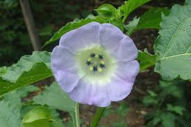 Attēlu rezultāti vaicājumam “Nicandra physalodes”