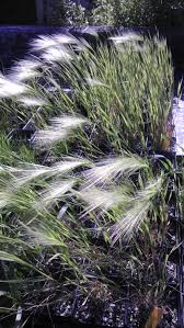 Attēlu rezultāti vaicājumam “Hordeum jubatum”