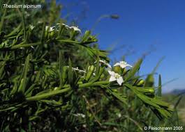 Attēlu rezultāti vaicājumam “Thesium ebracteatum”