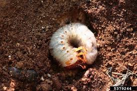 Attēlu rezultāti vaicājumam “Oryctes nasicornis larva”