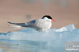 Attēlu rezultāti vaicājumam “Sterna”