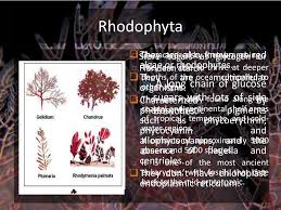 Attēlu rezultāti vaicājumam “Rhodophyta”