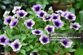 Image result for Petunia hybrida