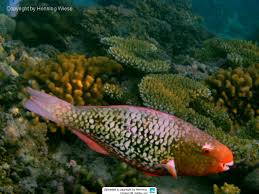 Image result for Scarus rubroviolaceus