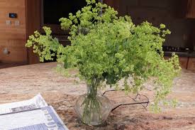 Image result for Alchemilla mollis
