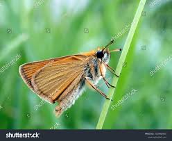 Attēlu rezultāti vaicājumam “Thymelicus lineola”