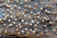 Attēlu rezultāti vaicājumam “Physarum psittacinum spores”