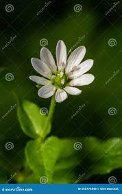Attēlu rezultāti vaicājumam “Myosoton aquaticum flower”