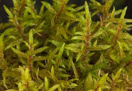 Attēlu rezultāti vaicājumam “Pleurozium schreberi sporophyte”