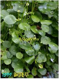 「銅錢草」的圖片搜尋結果