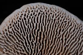 Attēlu rezultāti vaicājumam “Daedalea quercina”