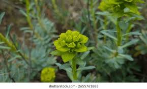Attēlu rezultāti vaicājumam “Euphorbia palustris flower”