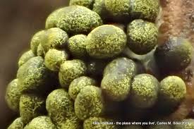 Attēlu rezultāti vaicājumam “Physarum rubiginosum plasmodium”