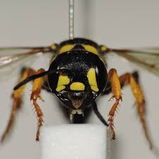 Attēlu rezultāti vaicājumam “Cerceris arenaria”