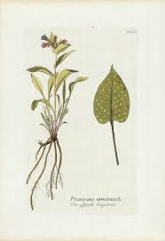 Attēlu rezultāti vaicājumam “Pulmonaria officinalis”