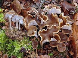 Attēlu rezultāti vaicājumam “Pseudocraterellus sinuosus”