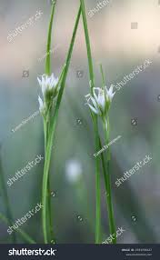 Attēlu rezultāti vaicājumam “Rhynchospora alba flower”