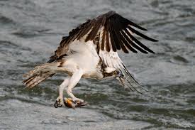 Attēlu rezultāti vaicājumam “Pandion haliaetus”