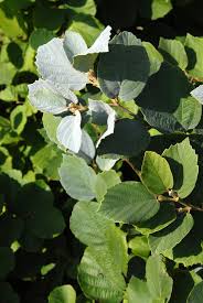 Attēlu rezultāti vaicājumam “Fothergilla major”