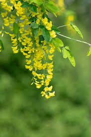 Attēlu rezultāti vaicājumam “Laburnum anagyroides flower”