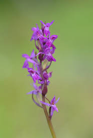 Attēlu rezultāti vaicājumam “Dactylorhiza traunsteineri”