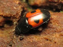 Attēlu rezultāti vaicājumam “Glischrochilus hortensis”