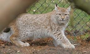 Image result for Lancashire Lynx