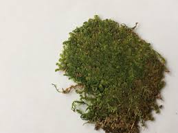 Attēlu rezultāti vaicājumam “Bazzania trilobata”