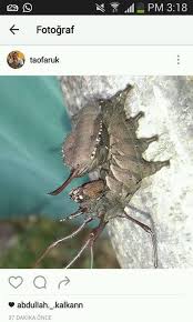 Attēlu rezultāti vaicājumam “Malachidae”