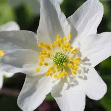 Attēlu rezultāti vaicājumam “Anemone nemorosa flower”