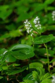 Attēlu rezultāti vaicājumam “Maianthemum bifolium bud”