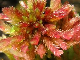 Attēlu rezultāti vaicājumam “Sphagnum magellanicum”