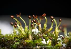 Attēlu rezultāti vaicājumam “Ptilidium pulcherrimum”