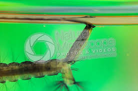 Attēlu rezultāti vaicājumam “Culex pipiens larva”