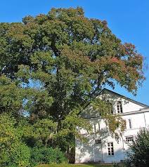 Attēlu rezultāti vaicājumam “Ulmus minor”