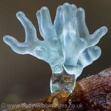 Attēlu rezultāti vaicājumam “Ceratiomyxa fruticulosa young”