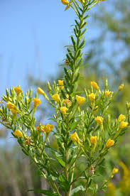 Attēlu rezultāti vaicājumam “Oenothera biennis fruit”