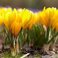 Attēlu rezultāti vaicājumam “Crocus”