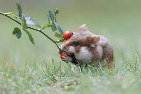 Afbeeldingsresultaat voor hamsters