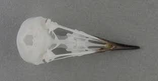 Image result for Irania gutturalis