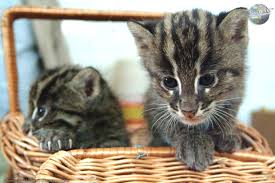 Attēlu rezultāti vaicājumam “Felis silvestris catus juvenile”