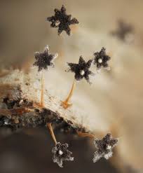 Attēlu rezultāti vaicājumam “Physarum pezizoideum spores”