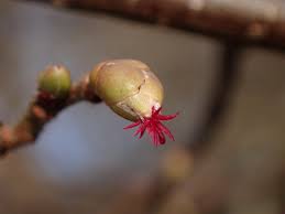Attēlu rezultāti vaicājumam “Alnus glutinosa female flower”