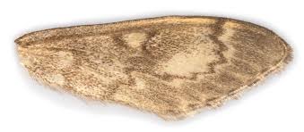 Attēlu rezultāti vaicājumam “Anania lancealis”