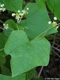 Attēlu rezultāti vaicājumam “Thladiantha dubia leaf”